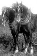 Watch All the King\'s Horses 123movies