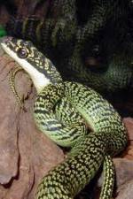 Watch National Geographic Snakes that Fly 123movies