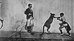 Watch The Boxing Kangaroo (Short 1896) 123movies