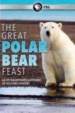 Watch The Great Polar Bear Feast 123movies