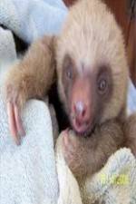 Watch Too Cute! Baby Sloths 123movies