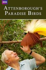 Watch Attenborough's Paradise Birds 123movies