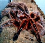 Watch Spidermania (TV Special 2002) 123movies