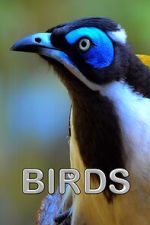 Watch Birds (Short 2021) 123movies