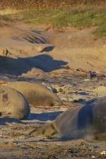 Watch Supergiant Animals 123movies