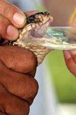 Watch History Channel Evolve: Venom 123movies