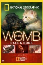 Watch National Geographic In The Womb Cats 123movies