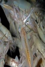 Watch Squids: Love And Death In One Night 123movies