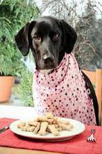Watch The Truth About Your Dogs Food 123movies