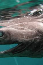 Watch Dinoshark 123movies