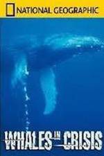 Watch National Geographic: Whales in Crisis 123movies