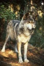 Watch National Geographic Wild - Inside the Wolf Pack 123movies