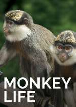 Watch Monkey Life 123movies