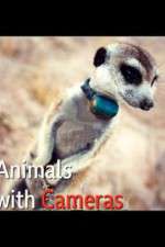 Watch Animals with Cameras 123movies