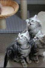 Watch The Secret Life of Kittens 123movies