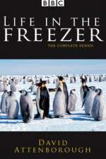 Watch Life in the Freezer 123movies
