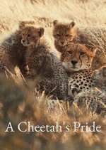 Watch A Cheetah\'s Pride 123movies