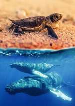 Watch Australia\'s Wild Moments 123movies