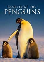 Watch Secrets of the Penguins 123movies