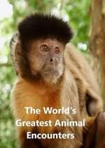 Watch World's Greatest Animal Encounters 123movies