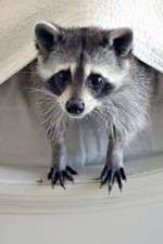 Watch Ingenious Animals 123movies