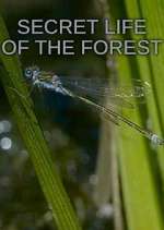 Watch Secret Life of the Forest 123movies